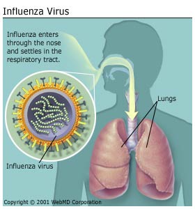 Selesma & Influenza